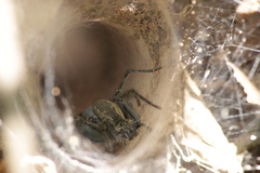 Aglaoctenus lagotis