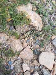 Angaracris barabensis