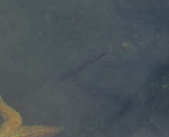 Trachinops caudimaculatus