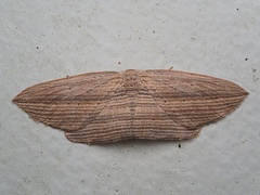 Epiphryne verriculata