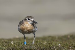 Charadrius obscurus obscurus