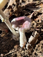 Russula atropurpurea