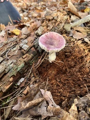 Russula atropurpurea