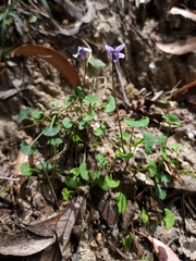 Viola silicestris
