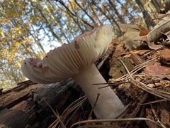 Russula atropurpurea