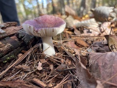 Russula atropurpurea