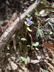 Viola silicestris