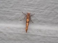 Pyroderces apparitella