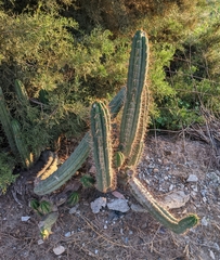 Trichocereus