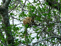 Alouatta caraya