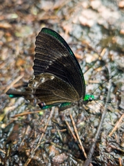 Papilio crino