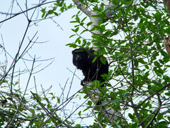Alouatta caraya