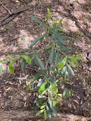Elaeodendron australe