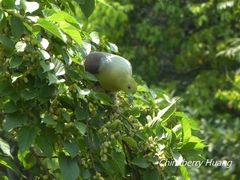 Treron sieboldii sieboldii