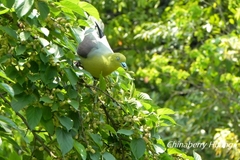 Treron sieboldii sieboldii