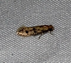 Amydria effrenatella