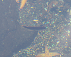 Trachinops caudimaculatus