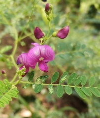 Tephrosia rufula