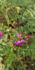 Tephrosia rufula