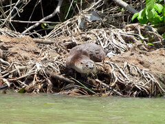 Lontra longicaudis
