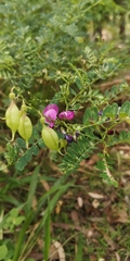 Tephrosia rufula
