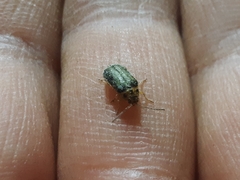 Trirhabda flavolimbata