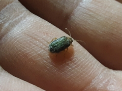 Trirhabda flavolimbata