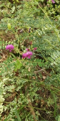 Tephrosia rufula