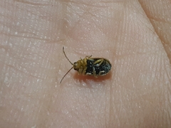 Trirhabda flavolimbata