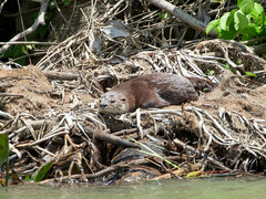 Lontra longicaudis
