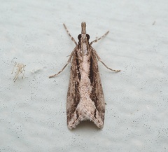Eudonia steropaea
