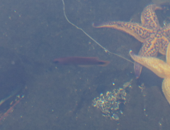 Trachinops caudimaculatus