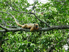 Alouatta caraya