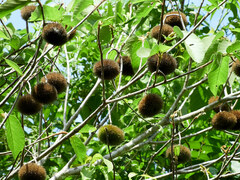 Apeiba tibourbou