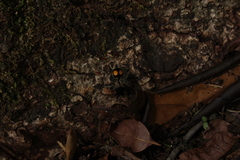 Hoplomutilla spinosa