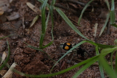 Hoplomutilla spinosa