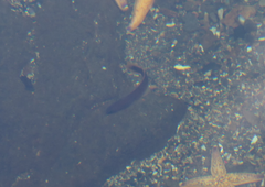 Trachinops caudimaculatus