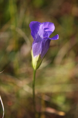 Gentianopsis virgata