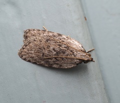 Phaeosaces compsotypa