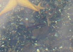 Trachinops caudimaculatus