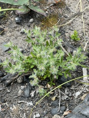 Xanthosia huegelii