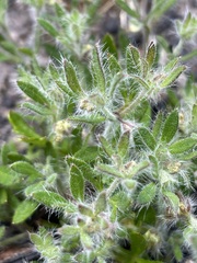 Xanthosia huegelii