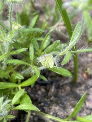 Xanthosia huegelii