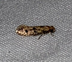 Amydria effrenatella