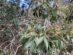 Dinosperma erythrococcum