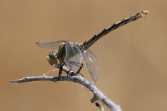 Ophiogomphus occidentis