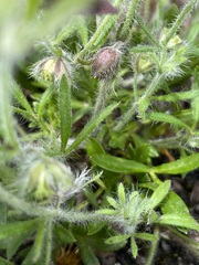Xanthosia huegelii