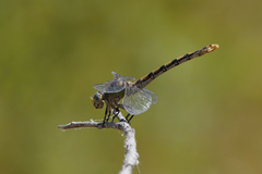 Ophiogomphus occidentis