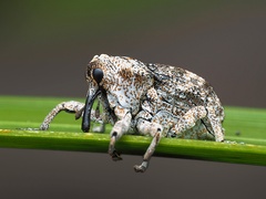 Eutyrhinus squamiger