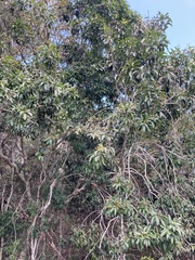Dinosperma erythrococcum